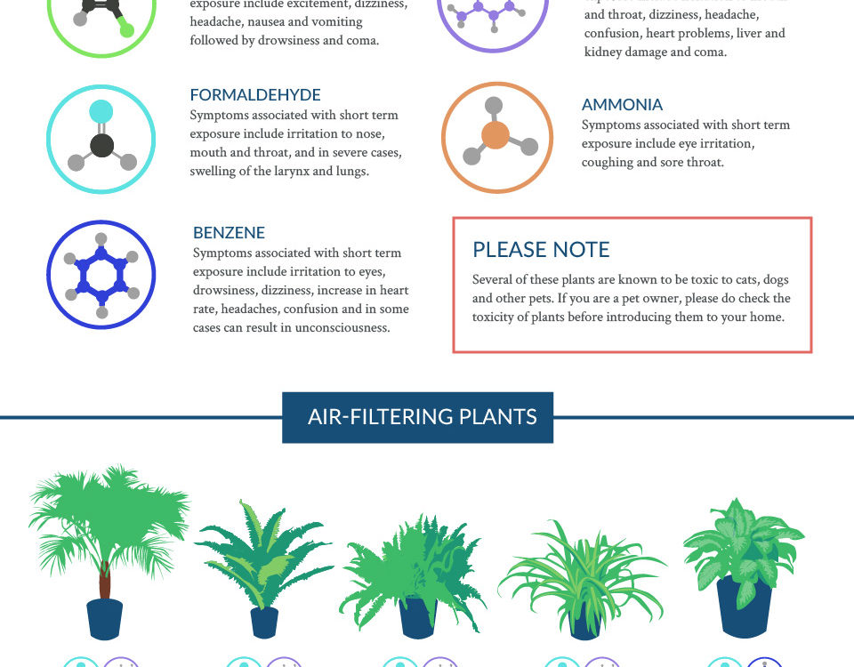 best air-filtering plants