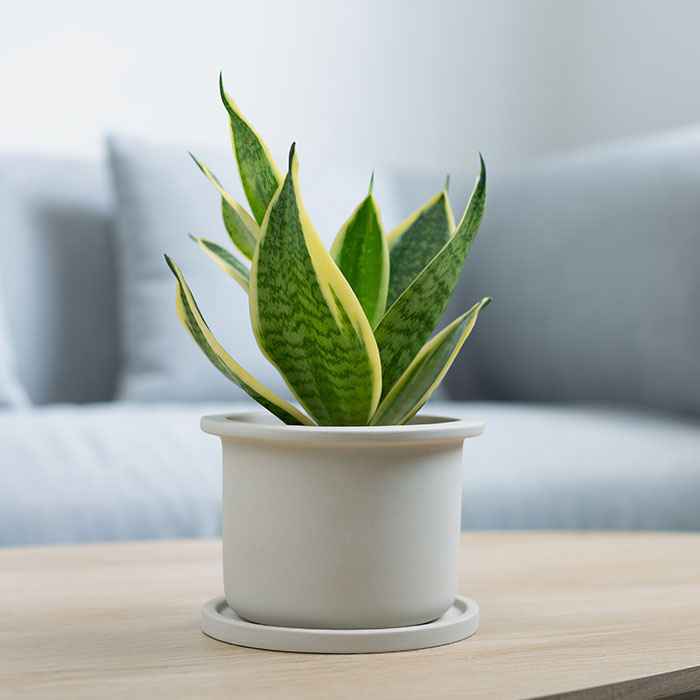 Top 5 Plants that Increase Oxygen in any Room | Respira Health